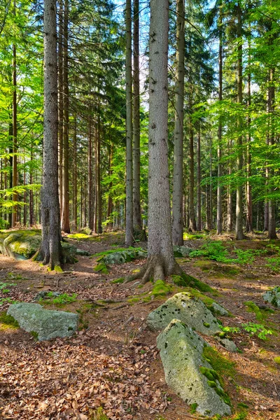 Gyönyörű Zöld Erdő Egy Napos Napon Séta Friss Levegőn — Stock Fotó