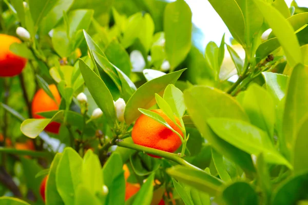 Blurred Background Out Focus Young Green Branch Ripe Tangerine Symbol — Stock Photo, Image