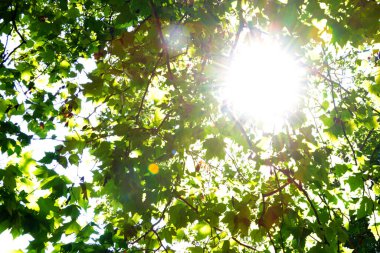 Parlak güneş parktaki bir ağacın yeşil dallarında parlıyor.