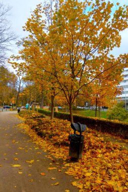 Sokakta düşen sarı yaprakların yakın çekimi.