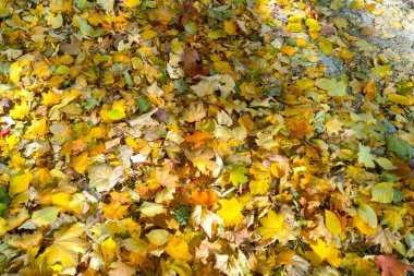 Parkta yere düşen güzel yapraklar. Doğanın arka planı. Farklı ağaç yaprakları. Sonbahar arkaplanı, yaprak dokusu