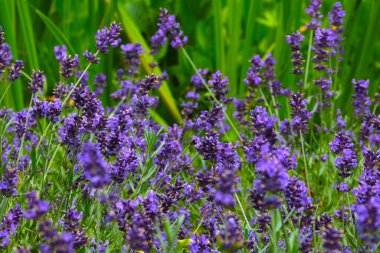 Yazın tarlada güzel kokulu lavanta kokusu.