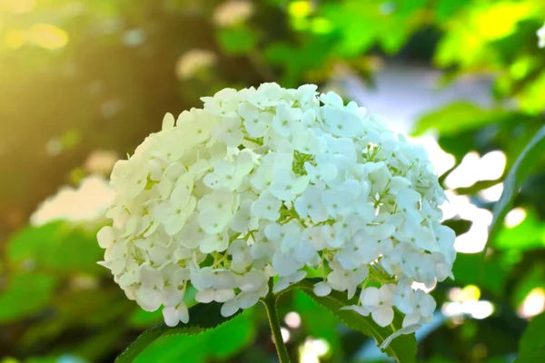Sfocato Sfondo Sfocato Sfondo Della Natura Ramo Bianco Fiorente Fiore — Foto Stock