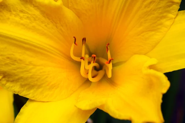 Duży Pączek Kwitnącej Żółtej Lilii Ogrodzie — Zdjęcie stockowe