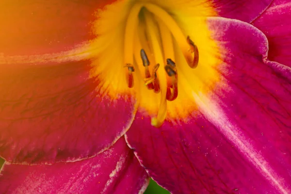 Out Focus Blurry Background Flowering Lily Garden — Stock Photo, Image