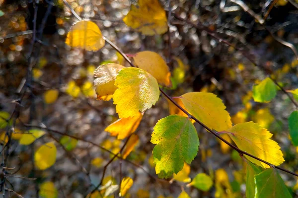 Yellow Green Leaves Tree Branch Forest Park Autumn Background Nature — Stock Photo, Image