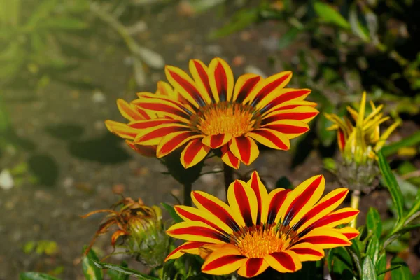 Hermosas Flores Rojas Amarillas Florecen Parque —  Fotos de Stock