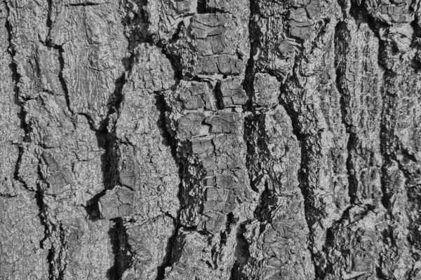 Siyah Beyaz Fotoğraf Ağaç Kabuğunun Gri Dokusu Doğanın Arka Planı — Stok fotoğraf