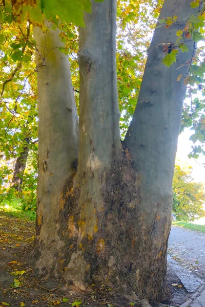 Três Árvores Crescem Juntas Bela Árvore Parque — Fotografia de Stock