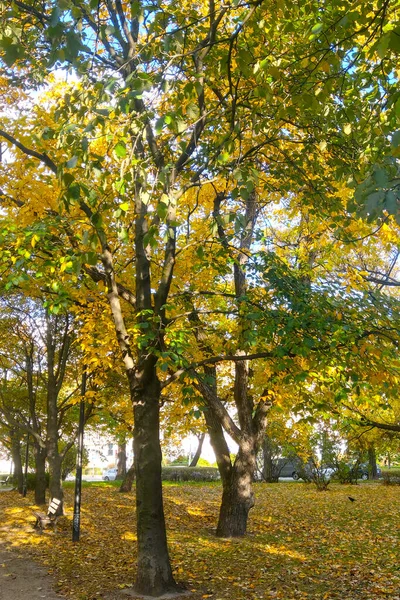 Piękny Żółty Czerwony Park Jesienią Słoneczny Jesienny Dzień Parku Lub — Zdjęcie stockowe