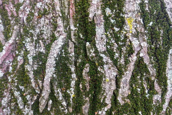 Close Textura Casca Árvore Tronco Está Coberto Com Musgo Verde — Fotografia de Stock