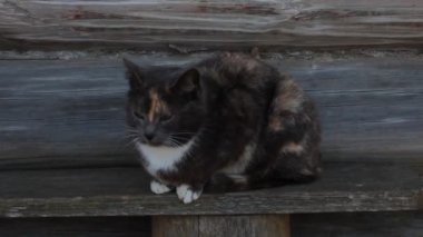 Kedi bir bankta oturur ve dikkatlice bakar. Periyodik olarak kulakları karıştırıyor. Evcil hayvan konsepti