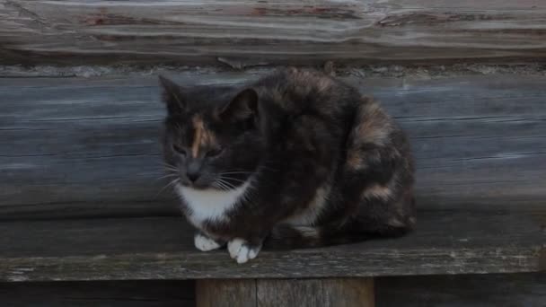 Γάτα Κάθεται Ένα Παγκάκι Και Κοιτάζει Προσεκτικά Ανακατεύει Αυτιά Περιοδικά — Αρχείο Βίντεο