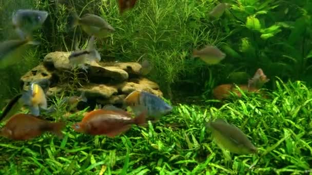 Beautiful Different Fish Floating Bottom Pond Green Algae — Stock Video