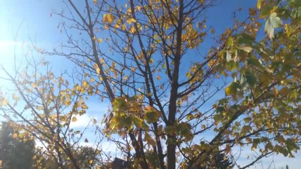 Sonbahar Manzarası Mavi Gökyüzüne Karşı Bir Ağaç Dalı — Stok video