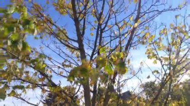 Güçlü bir rüzgar, güneşli bir sonbahar gününde ağacın dallarını sallar.