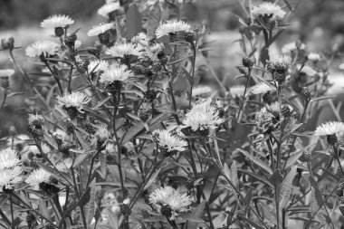 Siyah beyaz fotoğraf. Kullanışlı alan bitkileri
