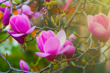 İlkbaharda parktaki rhododendron 'un genç ve parlak bir dalı.