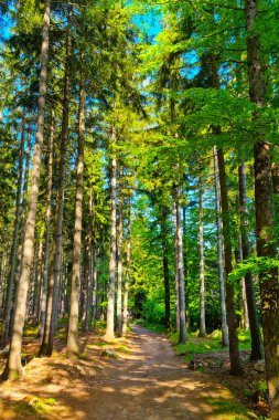 Güneşli bir yaz gününde yeşil, güzel bir orman. Dağlarda yürümek, aktif bir yaşam tarzı.