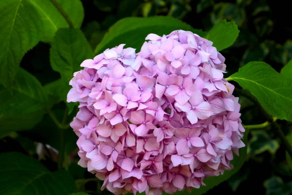 Primer Plano Una Hortensia Floreciente Parque —  Fotos de Stock