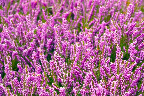 Leuchtend Wildrosa Blüten Auf Der Wiese Frühling — Stockfoto