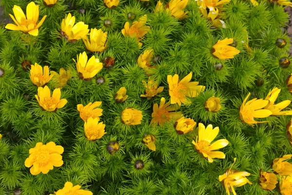 Flores Flores Amarelas Parque Primavera Verão — Fotografia de Stock