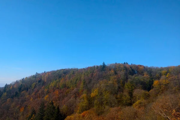 Gelb Rote Bäume Wald Herbst Gegen Den Blauen Himmel — Stockfoto