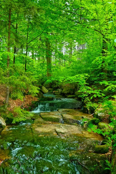Piękna Zielona Natura Lesie Górach — Zdjęcie stockowe