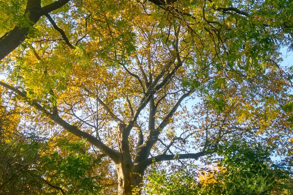 Ramas Verdes Amarillas Árbol Parque — Foto de Stock