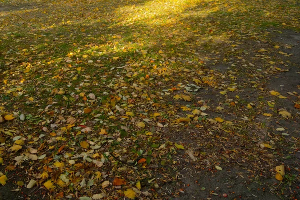 Gevallen Gele Bladeren Grond Het Park Herfst — Stockfoto