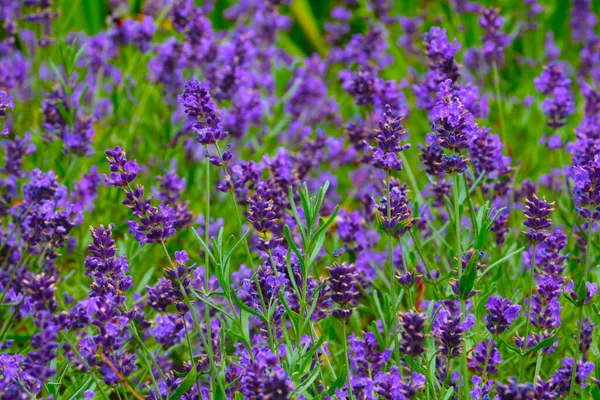 Hintergrund Blüht Duftender Lavendel Auf Der Wiese Wird Der Lavendelparfümerie — Stockfoto