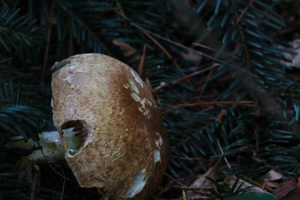 Nahaufnahme Eines Schönen Pilzes Auf Einer Lichtung Wald — Stockfoto