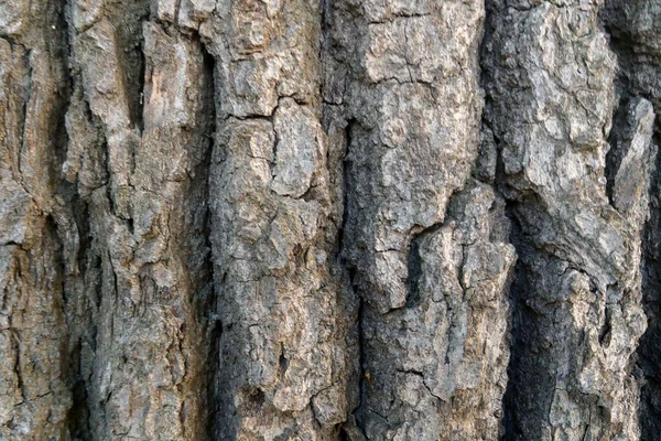 Θολή Υπόσταση Εκτός Εστίασης Γκρι Υφή Φλοιού Δένδρου — Φωτογραφία Αρχείου