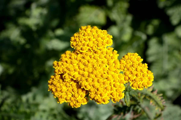 Sarı Tarla Çiçekleri Geleneksel Tıpta Kullanılır Çay Gibi Demlenmiş — Stok fotoğraf