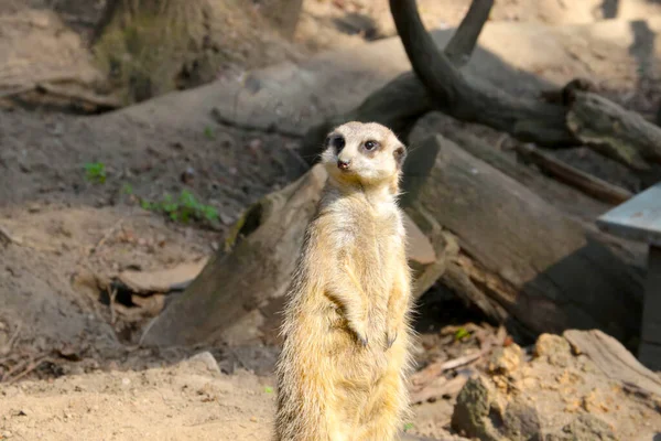 Nahaufnahme Von Einem Schönen Und Lustigen Erdmännchen Eine Säugetierart Aus — Stockfoto