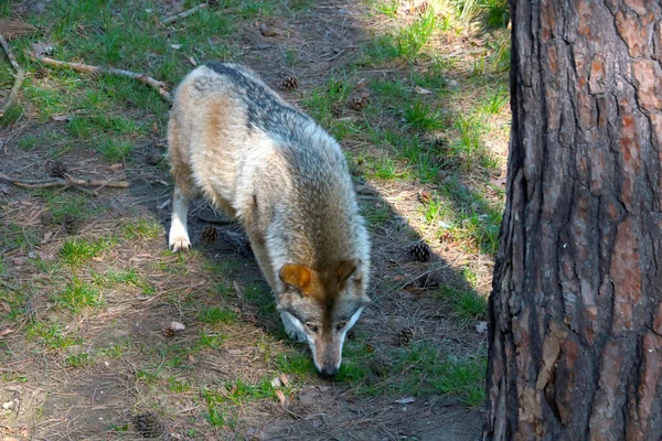 Een Volwassen Wolf Ruikt Een Spoor Het Bos — Stockfoto
