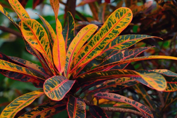 Variegated Codiaum Perennial Evergreen Shrub Very Often Called Crotons Bright — Stock Photo, Image