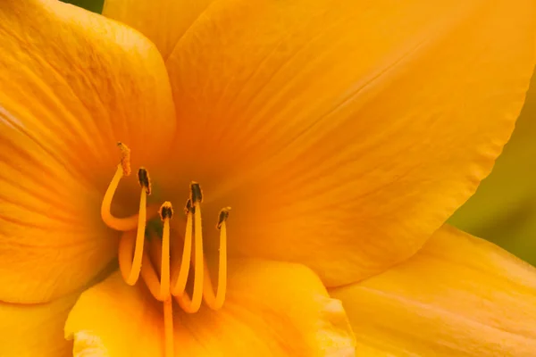 Желтый Цветок Лилии Растет Саду Фон Природе — стоковое фото