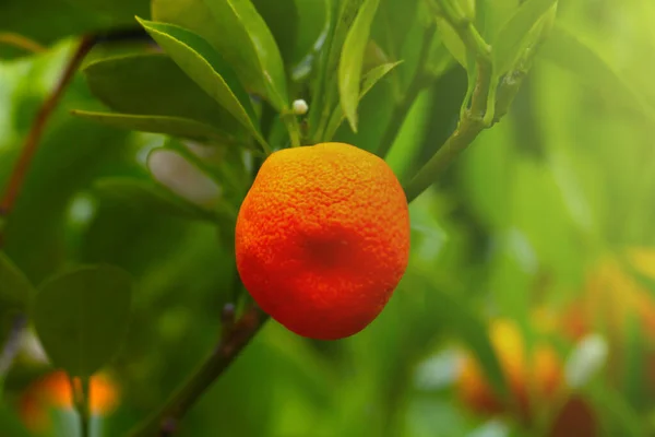 Mandarini Succosi Nel Verde Sui Rami Degli Alberi Arancio Mandarino — Foto Stock