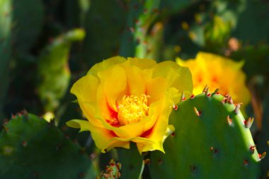 Çöldeki çiçekli kaktüsün sarı çiçeği.