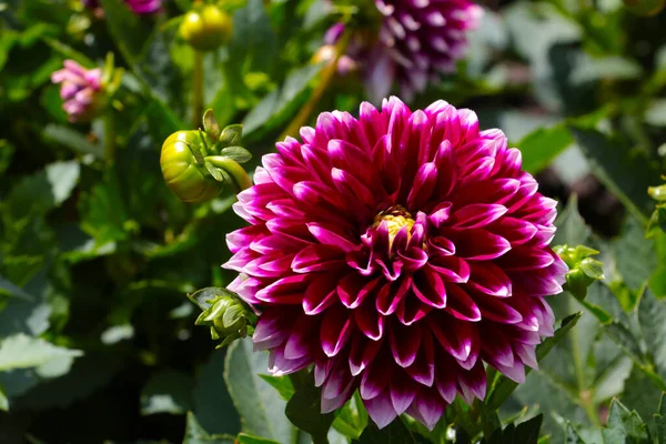 Yazın bir parkta ya da bahçede açan kırmızı bir yıldız çiçeği.