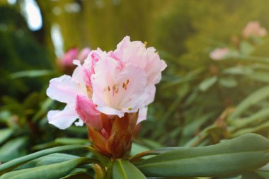 İlkbaharda parktaki çiçek açan Rhododendron 'a yakın çekim