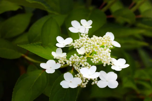 Bello Ramo Fiore Fiorito Bianco Ortensia Primavera — Foto Stock