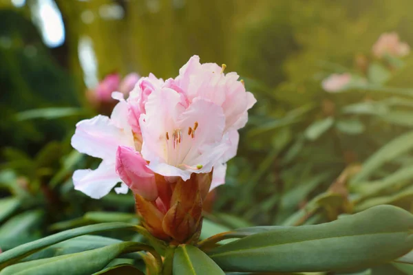Primer Plano Del Floreciente Rhododendron Parque Primavera —  Fotos de Stock