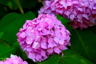 Pembe çiçekli ortanca Yazın parkta