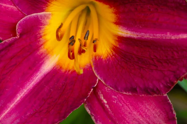 Selective Focus Flowering Lily Park Spring — Stock Photo, Image