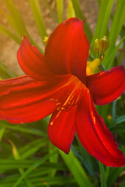 Lirio Rojo Flor Parque Primavera — Foto de Stock