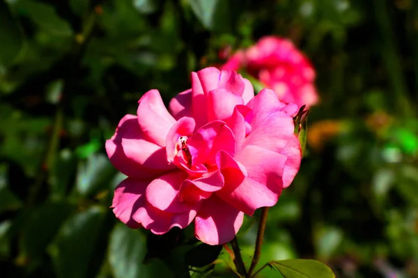 Floração Rosa Subiu Parque Primavera Verão — Fotografia de Stock