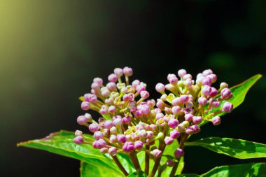 İlkbaharda çiçek açan bir dalın ya da çiçeğin yakın çekimi.
