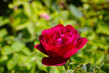 Parlak bordo yazın bahçede çiçek açar.